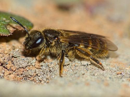Réf. 322 233 : Lasioglossum sp.